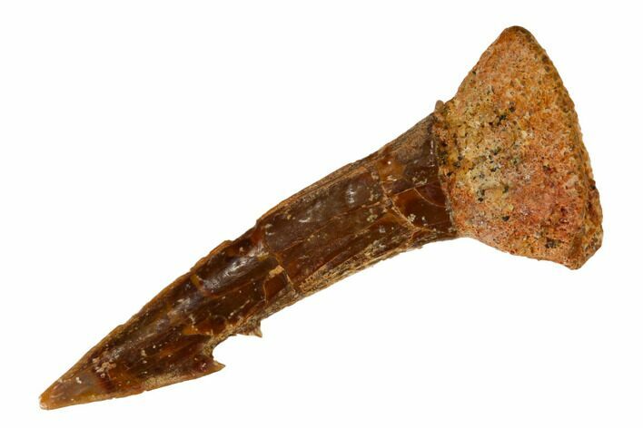 Fossil Sawfish (Onchopristis) Rostral Barb - Morocco #145693